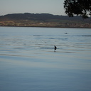 dolphins-in-estuary-Whangarei-Channel-2015-09-27-IMG 1559