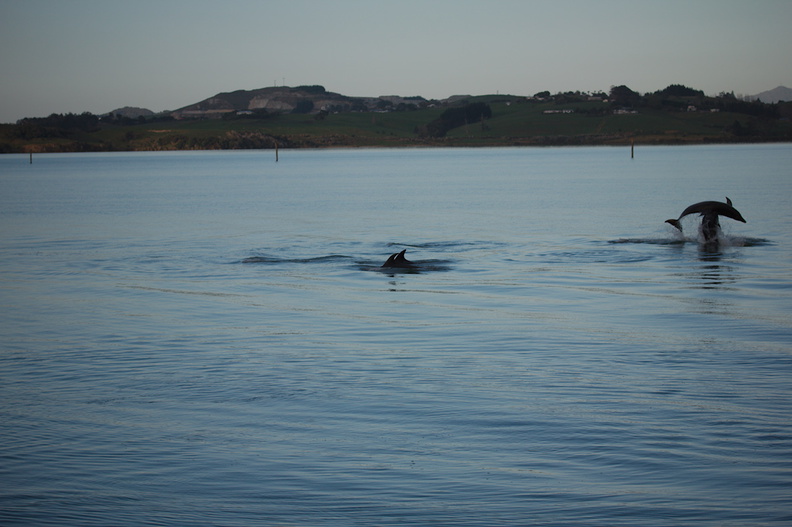 dolphins-leaping-in-estuary-Whangarei-Channel-2015-09-27-IMG_1569.jpg