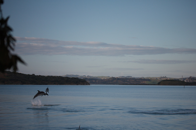 dolphins-leaping-in-estuary-Whangarei-Channel-2015-09-27-IMG_1579.jpg