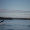 dolphins-leaping-in-estuary-Whangarei-Channel-2015-09-27-IMG_1579.jpg