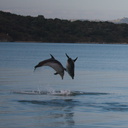 dolphins-leaping-in-estuary-Whangarei-Channel-2015-09-27-IMG 1580 v2