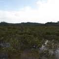 mangroves-near-Russell-08-07-2011-IMG_2757.jpg