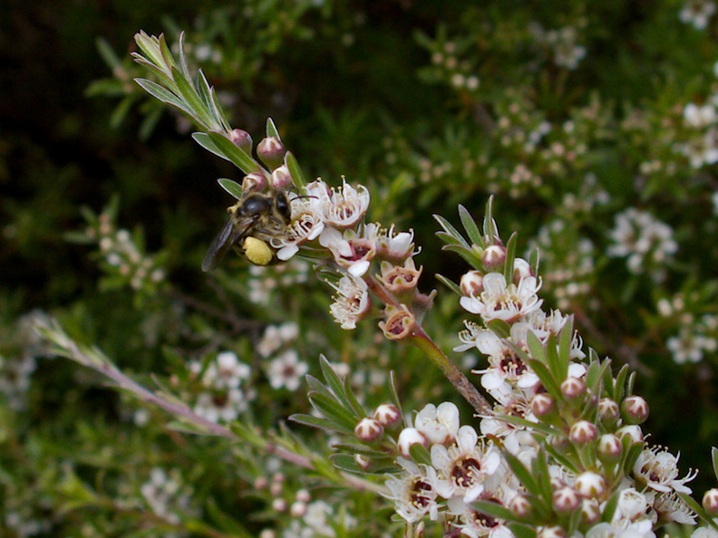 native-bee-on-manuka-Leptospermum-flowers-Smugglers-Cove-2015-11-23-IMG_6400.jpg