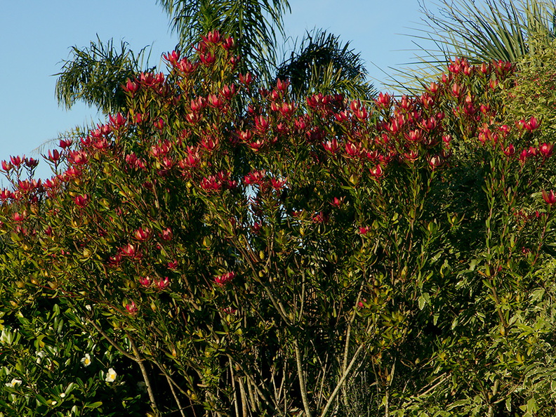 pink-protea-shrub-growing-on-approach-road-to-Pukenui-Reserve-Whangarei-2013-07-11-IMG_2605.jpg