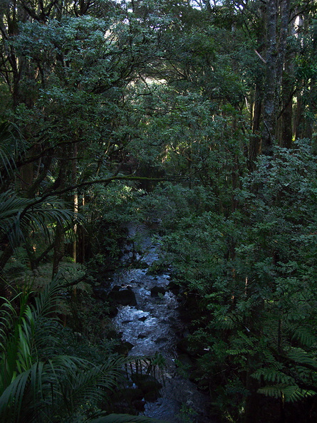 stream-Reed-Kauri-Park-Whangarei-12-07-2011-IMG_9221.jpg