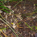white-coral-fungus-Abbey-Caves-Whangarei-16-07-2011-IMG_9286.jpg