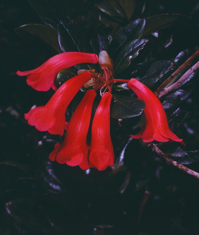Rhododendron-alticolum-Bulldog-Rd-PNG-1974-099
