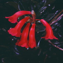 Rhododendron-alticolum-Bulldog-Rd-PNG-1974-099