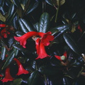 Rhododendron-alticolum-Bulldog-Rd-PNG-1975-098