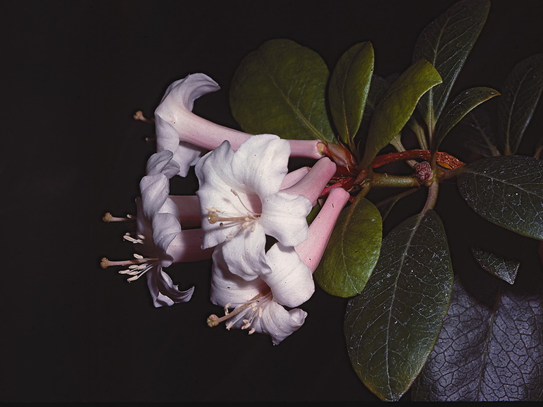 Rhododendron-armittii-West-New-Guinea-Edinburgh-Bot-Gard-1982-042.jpg