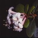 Rhododendron-armittii-West-New-Guinea-Edinburgh-Bot-Gard-1982-042