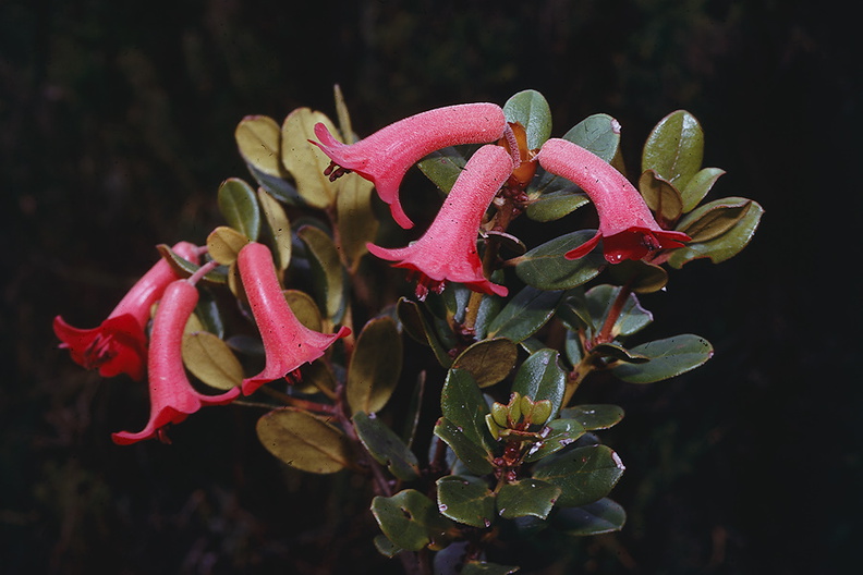 Rhododendron-atropurpureum-Mt-Wilhelm-PNG-1975-095.jpg