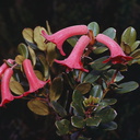 Rhododendron-atropurpureum-Mt-Wilhelm-PNG-1975-095