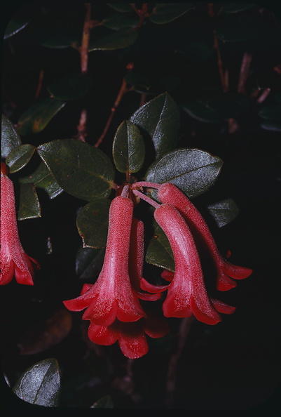 Rhododendron-atropurpureum-pub-Q-Bull-Am-Rhod-Mt-Wilhelm-1975-PNG-096.jpg