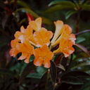 Rhododendron-aurigeranum-WEI-grounds-PNG-1976-116