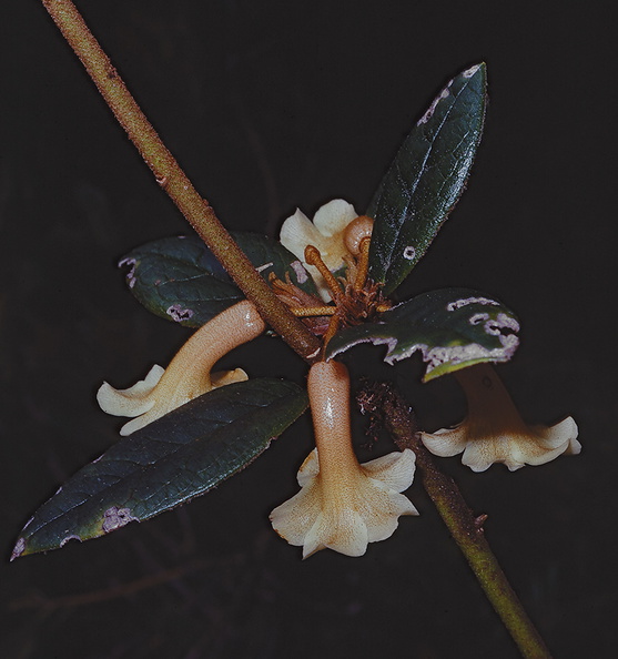 Rhododendron-beyrinckianum-var-alba-Mt-Bangeta-PNG-1975-073.jpg