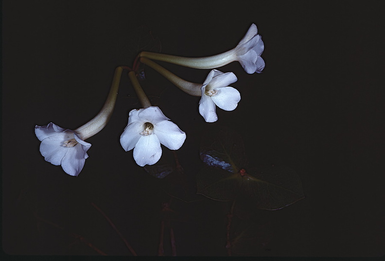 Rhododendron-carrii-Mt-Victoria-PNG-1978-050.jpg