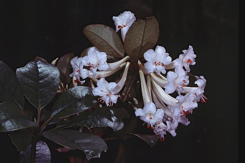 Rhododendron-cruttwellii-Bulldog-Rd-PNG-1978-037
