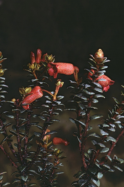 Rhododendron-gaultherifolium-Mt-Burgers-PNG-1977-008.jpg