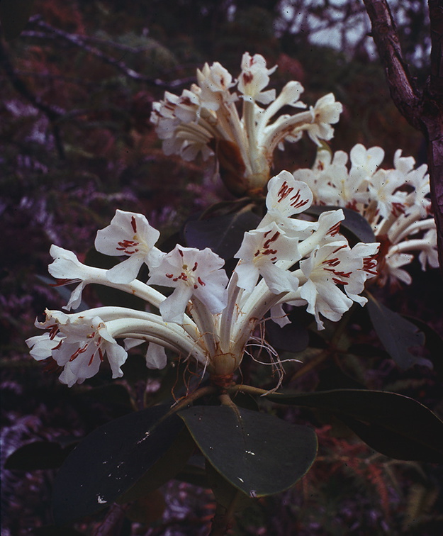 Rhododendron-goodenoughii-Goodenough-Island-PNG-1977-128