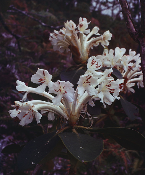 Rhododendron-goodenoughii-Goodenough-Island-PNG-1977-128.jpg