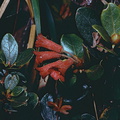 Rhododendron-invasorium-Bulldog-Rd-PNG-1975-022