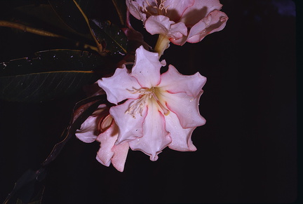 Rhododendron-konori-1-Gumine-PNG-1975-085