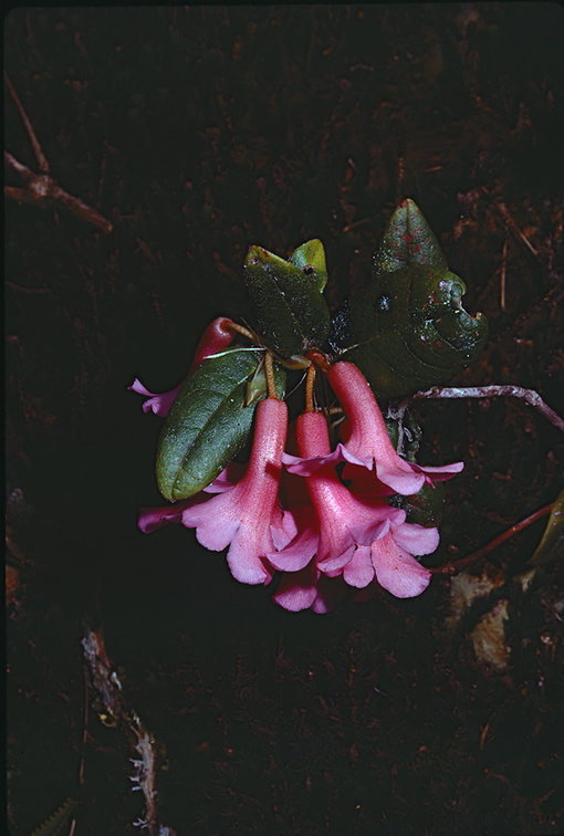 Rhododendron-leptanthum-6500-ft-Mt-Kaindi-PNG-1974-076