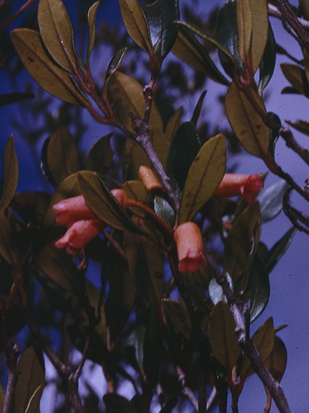 Rhododendron-luteosquamatum-Edie-Creek-PNG-1975-110.jpg