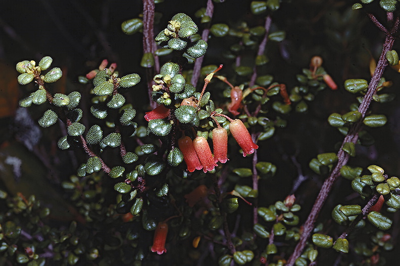 Rhododendron-nummatum-Bulldog-Rd-PNG-1977-010.jpg
