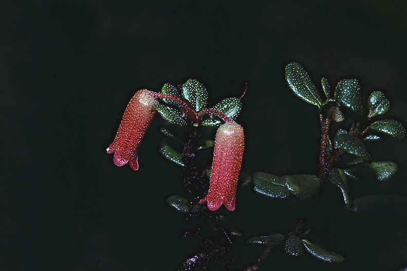 Rhododendron-nummatum-Bulldog-Rd-PNG-1977-011.jpg