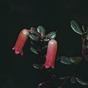 Rhododendron-nummatum-Bulldog-Rd-PNG-1977-011