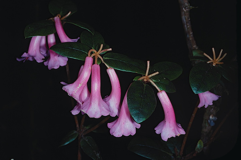Rhododendron-phaeochitum-publ-QBull-Am-Rhod-PNG-1975-077.jpg