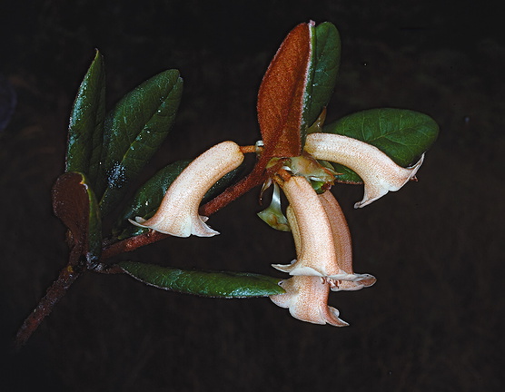 Rhododendron-phaeochitum-var-alba-2100m-Mt-Womtakin-PNG-1976-081
