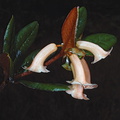 Rhododendron-phaeochitum-var-alba-2100m-Mt-Womtakin-PNG-1976-081