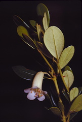 Rhododendron-rhodostomum-Mt-Bangeta-PNG-1975-063