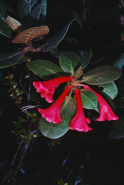 Rhododendron-rubellum-Mt-Victoria-PNG-1976-122.jpg