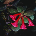 Rhododendron-rubellum-Mt-Victoria-PNG-1976-122