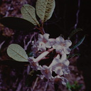 Rhododendron-solitarium-Mt-Kaindi-PNG-1974-084