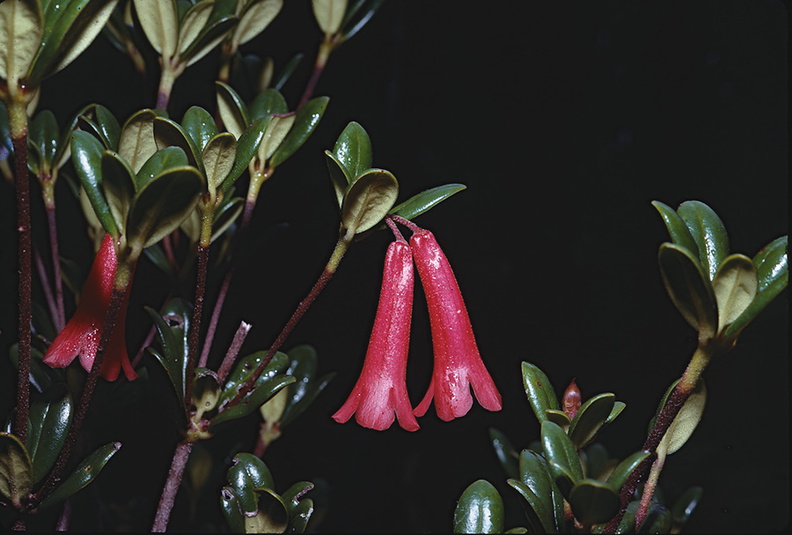 Rhododendron-vitis-ideae-Bulldog-Rd-PNG-1975-066.jpg