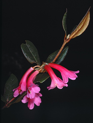 Rhododendron-warianum-Bulldog-Rd-PNG-1975-075