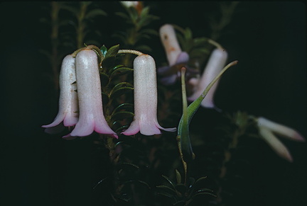 Rhododendron-womersleyi-Finisterre-Mts-PNG-1976-057
