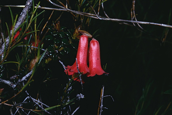 Rhododendron-womersleyi-Mt-Wilhelm-PNG-1975-058