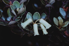 Rhododendron-yelliotii-alba-Mt-Albert-Edward-PNG-1976-132