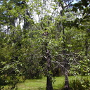 nyssa aquat tree