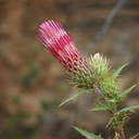 Cirsium-sp-mohavense-Mossy-Cave-Bryce-2005-07-25