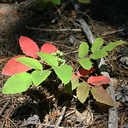 Mahonia-red-leaves2-Uintas-utah-2005-07