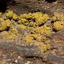 lichens-Daddy-Canyon-Nine-Mile-Canyon-Uintas-2016-11-07-IMG 3540