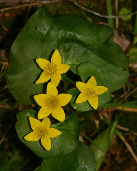 Caltha-palustris-marsh-marigold-Amberg-WI-2008-06-01-img_7297.jpg