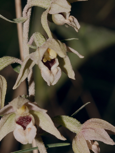 Epipactis-sp-orchid-near-cottage-Door-County-2016-08-08-IMG_3406_v2.jpg